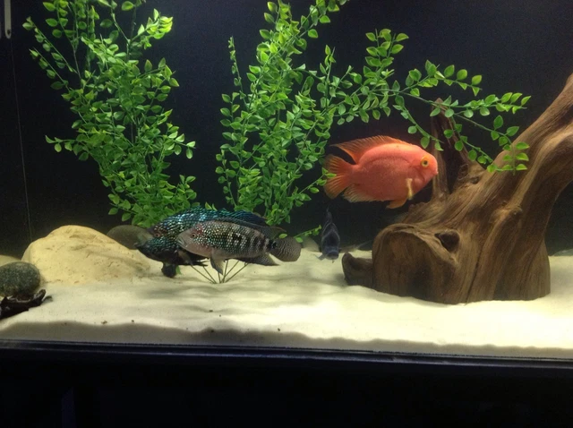 Super White Fish Tank Aquarium Sand  Cichlid / Stingrays/  Discus  42 Lb's 4