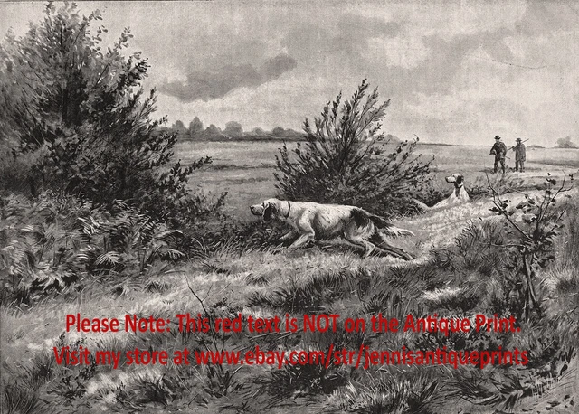 Dog English Setters Hunting Pointing with Hunter, Large 1890s Antique Print 1