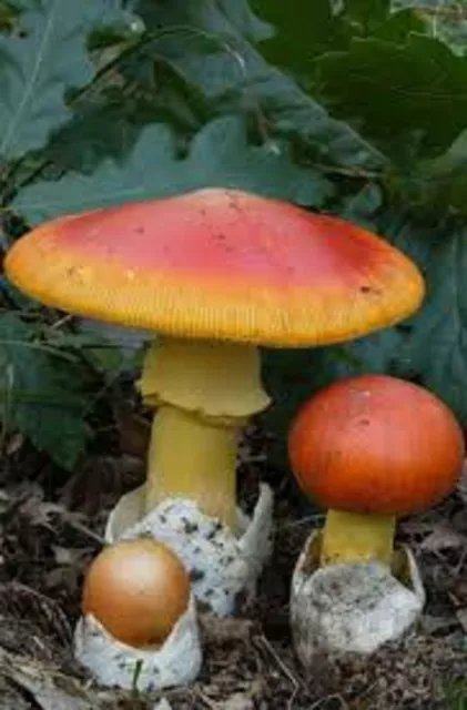 Caesar's mushroom Amanita caesarea Mycelium 10.000 + fresh seeds Spores $9.9O,.,