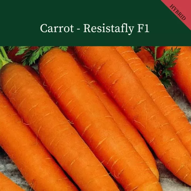 Carrot  Resistafly F1   1300 Finest Seeds