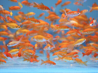 45+ Live Fish Goldfish (SMALL)GUARANTEE ALIVE And FREE FAST SHIPPING