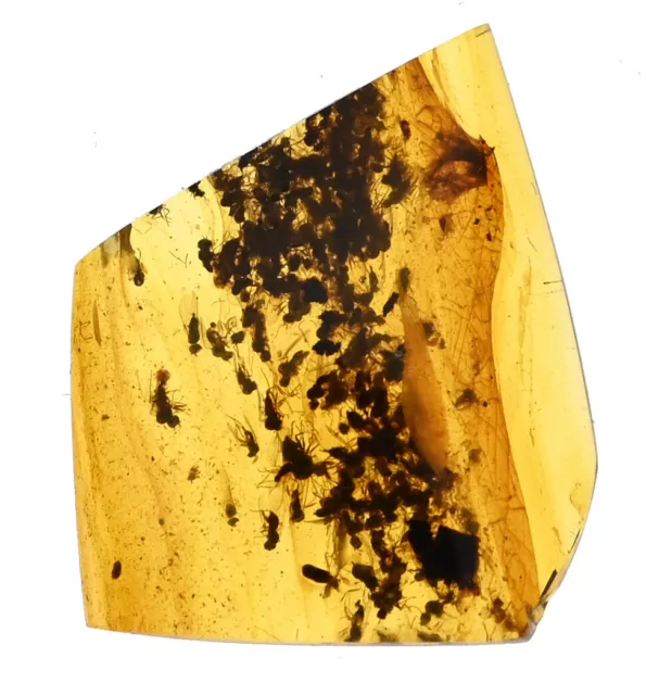 Huge Swarm of Brachycera (Flies), Fossil inclusion in Burmese Amber