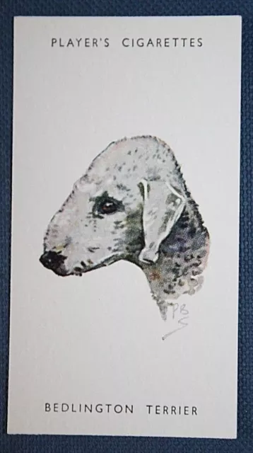 BEDLINGTON TERRIER   Vintage Portrait Card