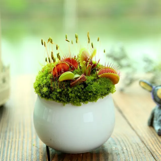 Carnivorous Plant 100 Venus Flytrap Seeds Dionaea Seed Flycatcher Bonsai