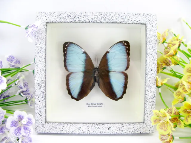 Blue Stripe - beau papillon réel, conservé dans la vitrine 3D - qualité musée