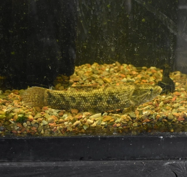 Live 8-9" Colombian Wolf Fish Large Freshwater Aquarium Fish *PLS READ DESCR* 4