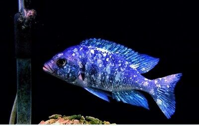Star Sapphires Cichlid - Placidochromis sp. Phenochilus Tanzania - Live (2")