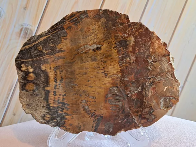 Petrified Fossil Wood Crystal Slab Healing Past Lives 18cm X 14cm X 2cm