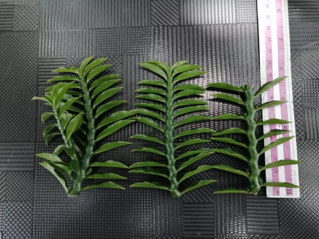 Euphorbia tithymaloides smallii 'nanus'​ * 3+2 scions pour bouture * plante rare