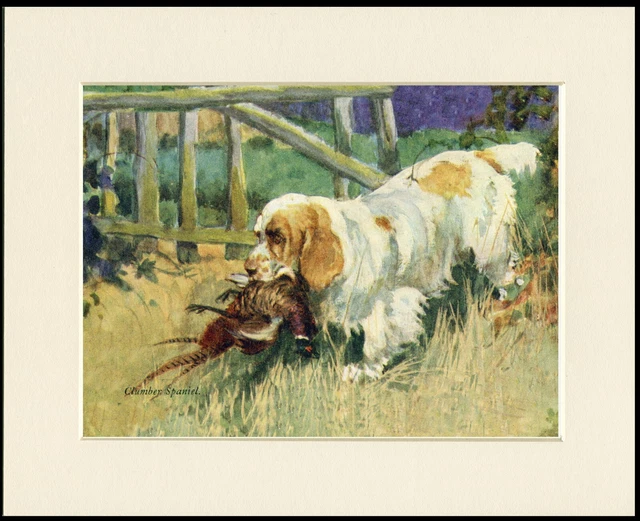 Clumber Spaniel And Pheasant Vintage Style Dog Art Print Mounted Ready To Frame