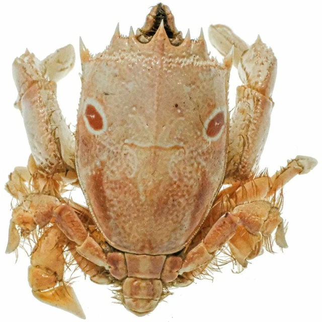 Naturosphère - Crabe parthenope nummifera naturalisé - Taille carapace