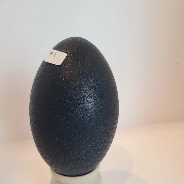 Lote # 7 cáscaras de huevo de emú sopladas con algunas imperfecciones para artesanía