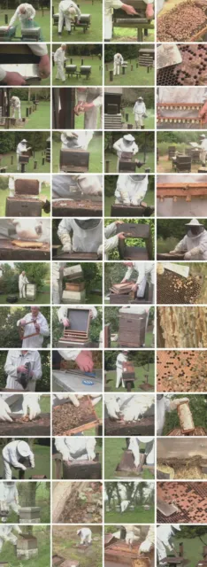 DVD Bee Keeping Natural BeeKeeping Honey Farming 2