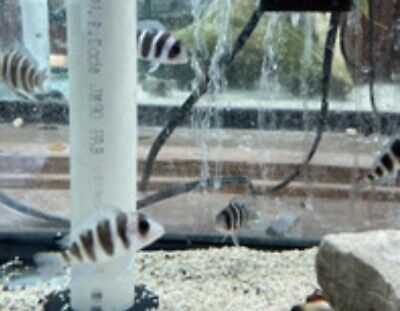 Pack of 2 Frontosa Cichlid