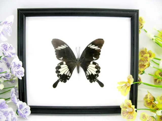 Black & white - beautiful real butterfly prepared in a showcase - museum quality