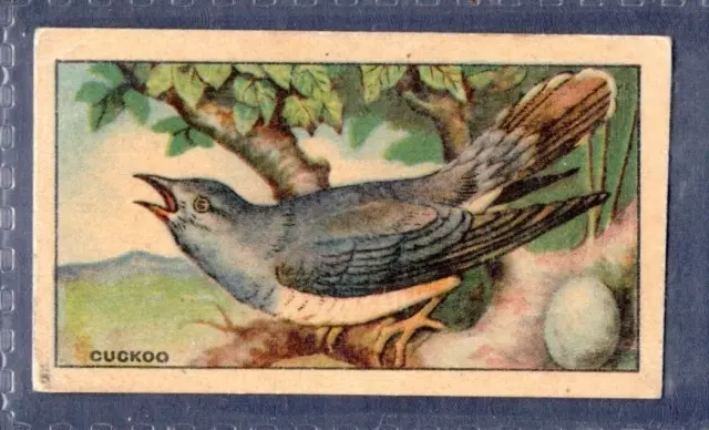 Thomson Wizard Series - BRITISH BIRDS and EGGS - Cuckoo