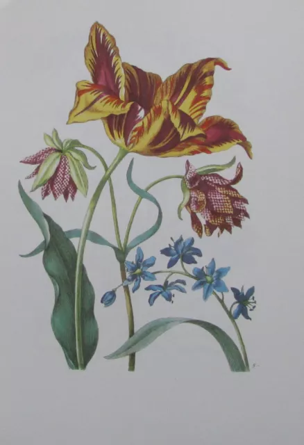 Maria Sibylla Merian HYACINTHEN TULPEN FRITILLARIA Nachdruck Botanik print