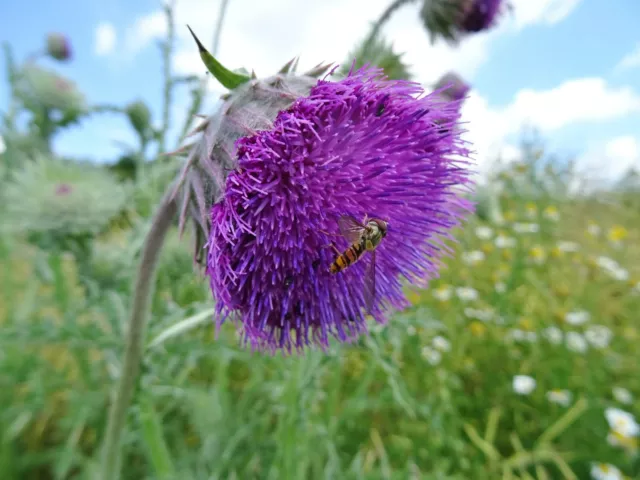 Carduus nutans NICKENDE DISTEL 20 Samen Schmetterlings - und Bienenweide