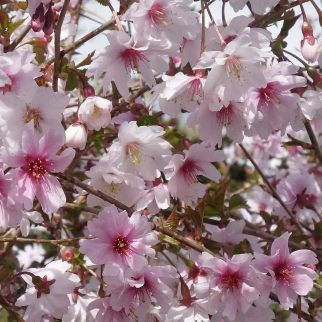 Prunus incisa Kojo-no-mai - Fuji Cherry - Plant in 2 L Pot