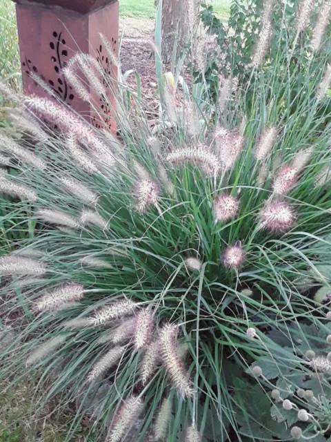 Lampenputzergras Pennisetum Ableger Abstich