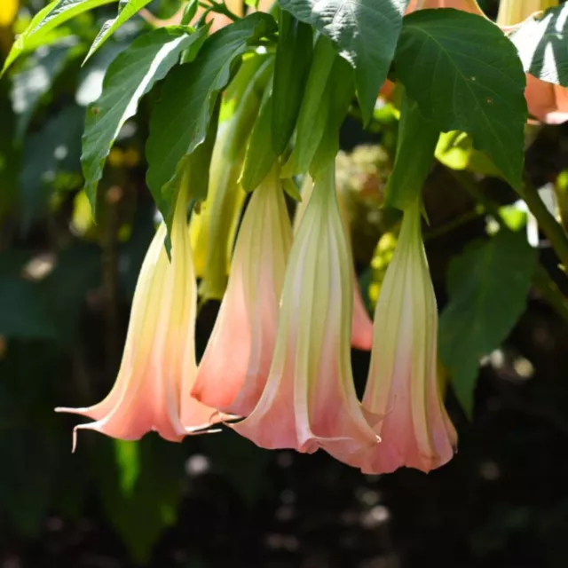 3 Rooted Live Cutting Nodes Pink Brugmansia Suaveolens Angels Trumpets Plant