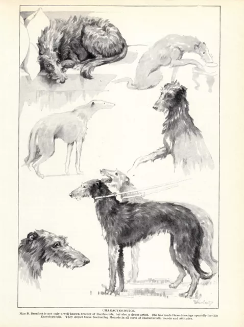 1930s Vintage Scottish Deerhound Print B Branfoot Deerhound Dog Art 4640f