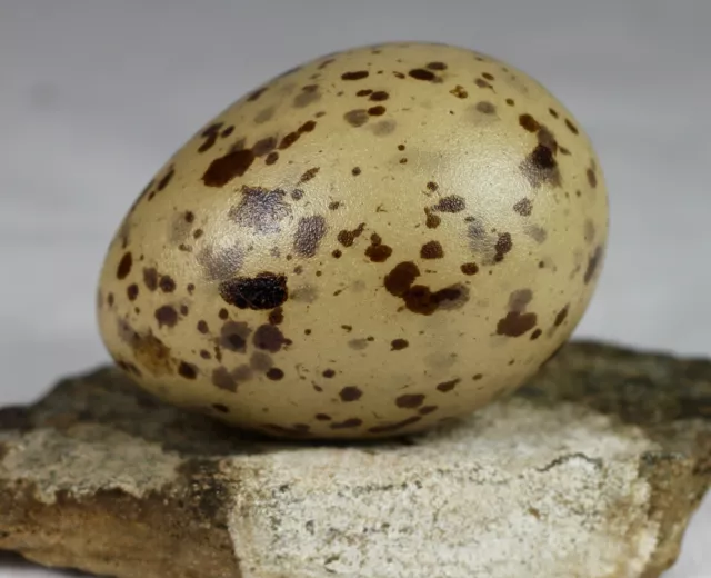 Glaucious gull, Larus hyperboreus, egg,  Iceland, taxidermy