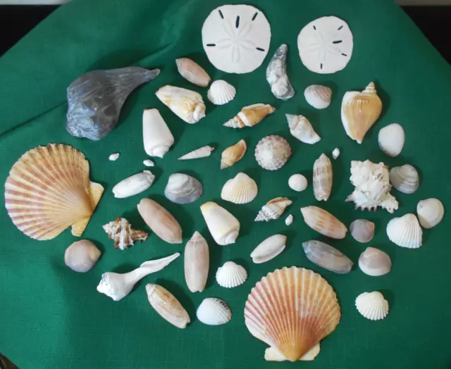 Sea Shell lot 45 various N.Carolina-snail, olive, sand dollars, scallop & more