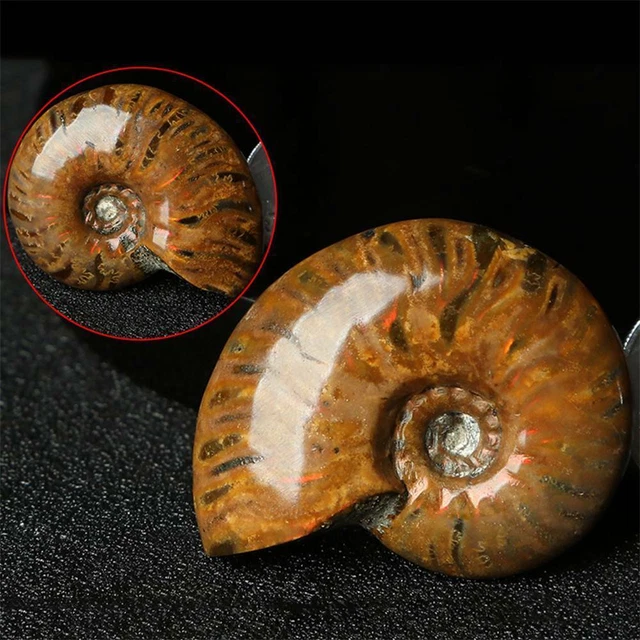 Natural Iridescent Ammonite Facet Specimen Fossil Madagascar Collectible Stone E - Foto 5