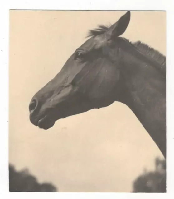 16/745 Foto Pferd Sachsen Um 1956  - Moritzburg ?