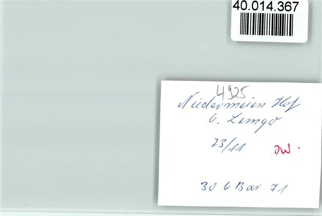 40014367 - 4920 Lemgo Niedermeien court rider horse 2
