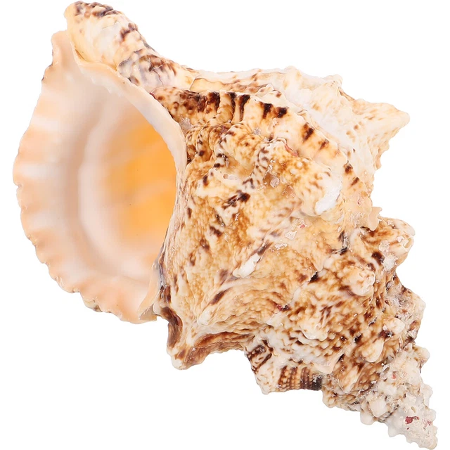 Conch Shell Seashell Ornament Fish Tank Seashell Conch Desktop Seaside