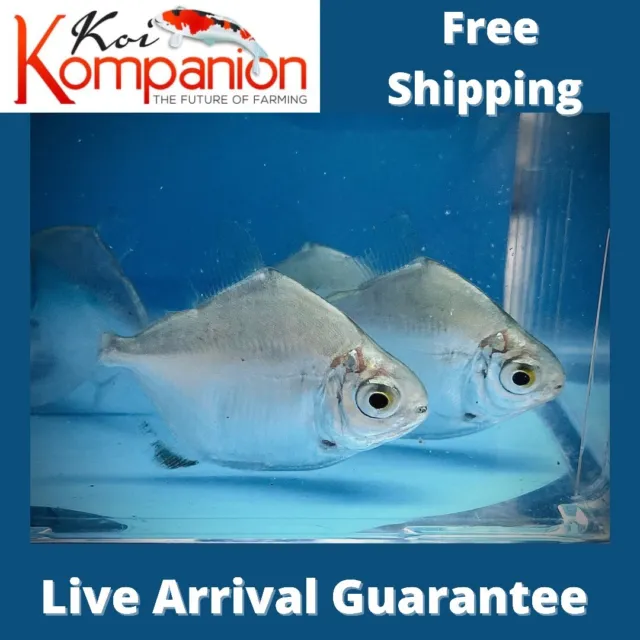 3/5/10X Silver Dollar Freshwater Fish Koi Kompanion Free Shipping