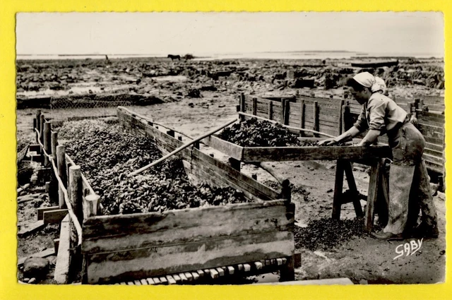 cpsm FRANCE postcard CHATELAILLON (Charente Maritimes) triage des MOULES mussel