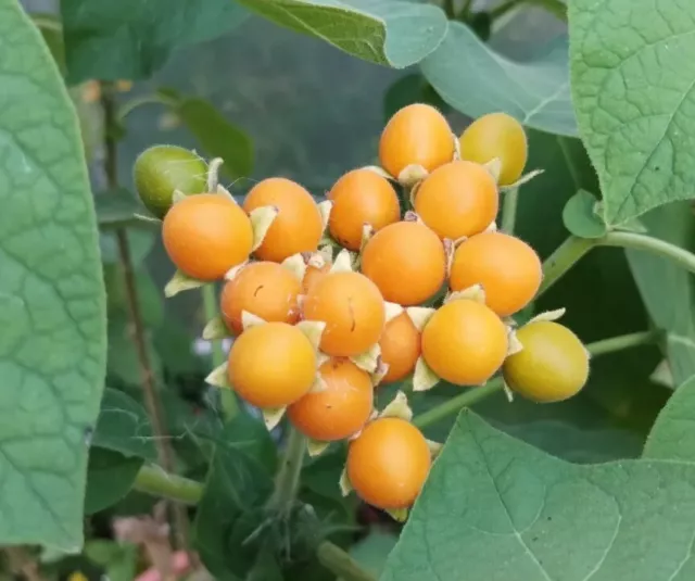 80 Samen Zwerg-Tamarillo Cyphomandra abutiloides Samtpfirsisch Zwerg-Baumtomate