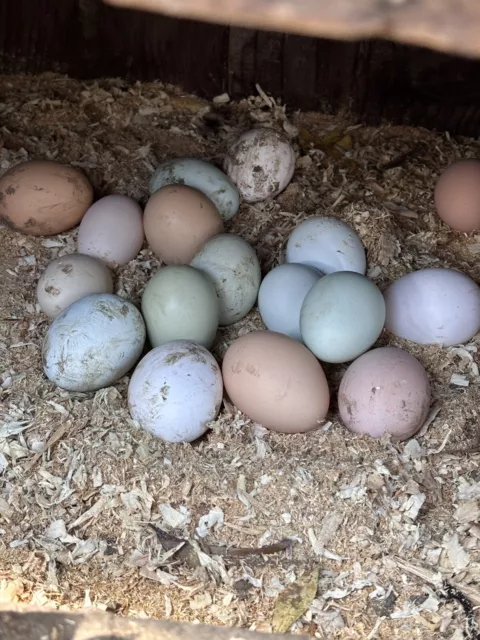 12 + fertile chicken Easter Egger hatching eggs