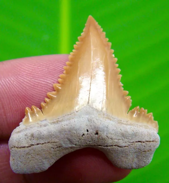 Paleocarcharodon Orientalis Shark Tooth - 1.28 Inch - Shark Teeth Real Fossil