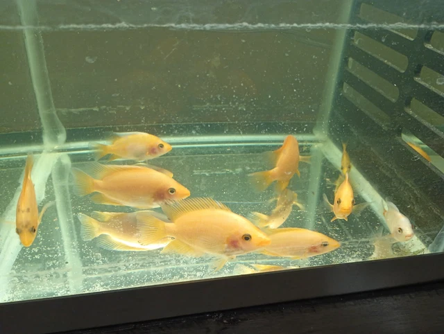  live creamsicle red devil cichlids freshwater aquarium