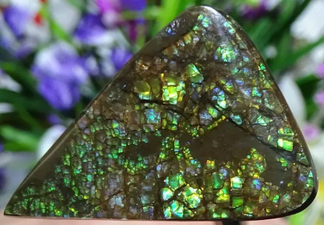 Grand ammolite- Canada, GEM FANTASTIQUE 33.15 CARAT - 35 X 26 X 5 mm 3