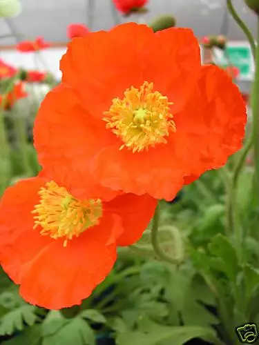 80 graines de PAVOT D'ISLANDE ORANGE(Papaver Nudicaule)G697 ICELAND POPPY SEEDS