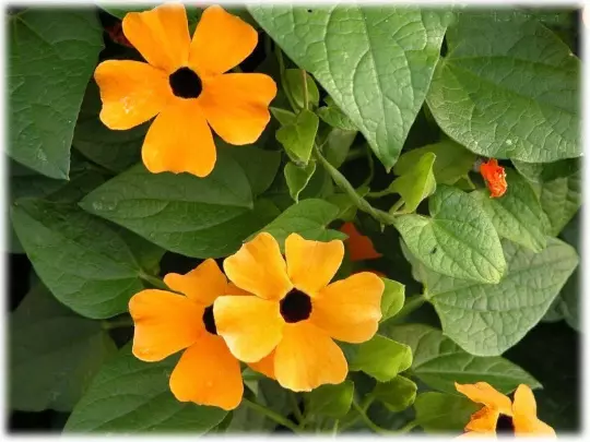 Flower - Thunbergia black eye susan alata mix - 16 Seeds -  1st Class