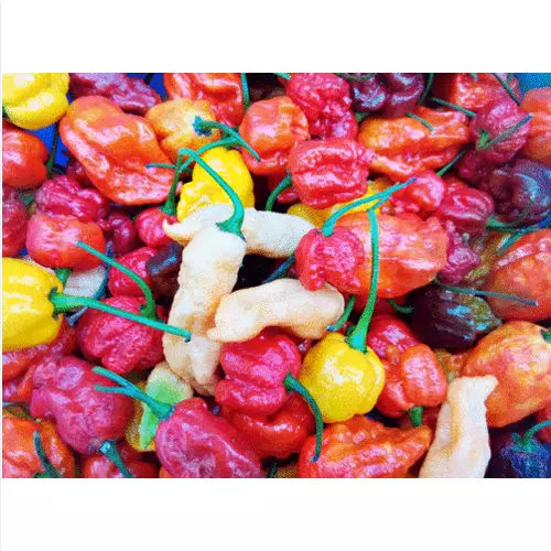 200 Seeds Of Chili Pepper In Mix Of 10 Super Spicy Varieties+ Free Gift