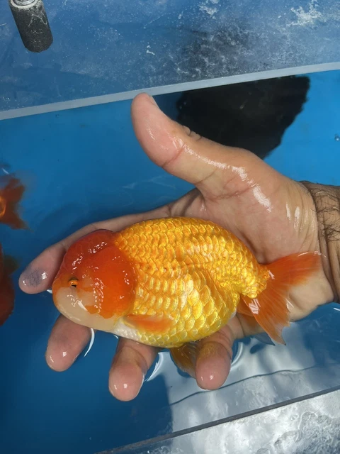 Fancy Goldfish Ranchu Live Fish 5”+