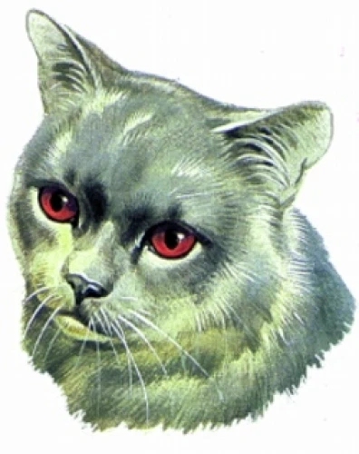 Embroidered Sweatshirt - British Shorthair BT2523  Sizes S - XXL