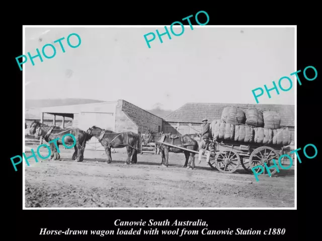 Old Large Historic Photo Of Canowie Sa Wool Wagons Loaded From The Station 1880