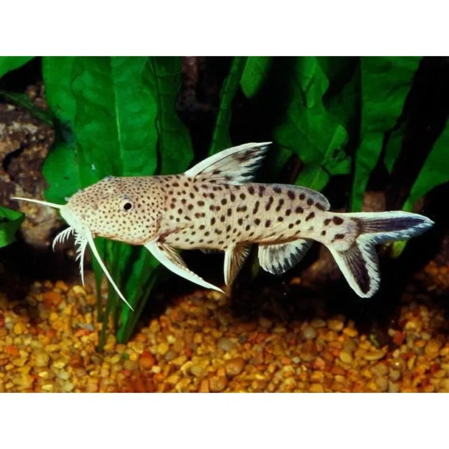 Pygmy Leopard Catfish | Synodontis Petricola | African Catfish