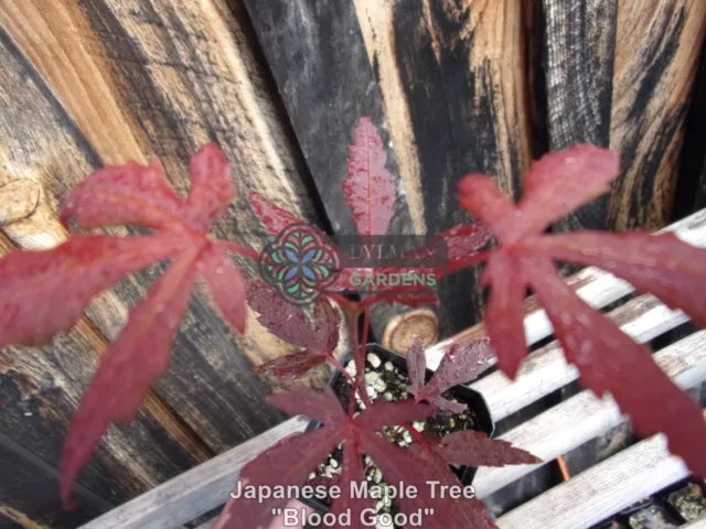 Japanese Maple Tree Seedling Dormant- Acer palmatum 'Bloodgood' - 8 to 10 inches