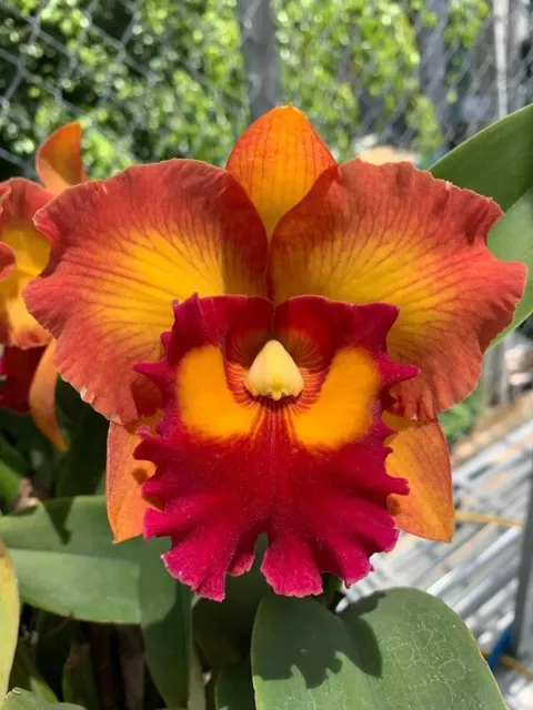 Orchid Orchidee Cattleya (Rlc.) Nakornchaisri Delight #2 (35 L)