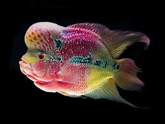Flowerhorn Cichlid | Cichlasoma sp. | Unique Fish | South American Cichlid