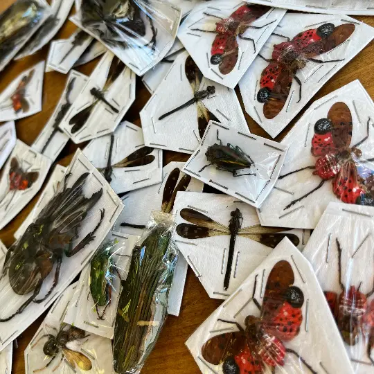 Assorted Bugs and Beetles! Lot of 10. Cool insect species from around the world!